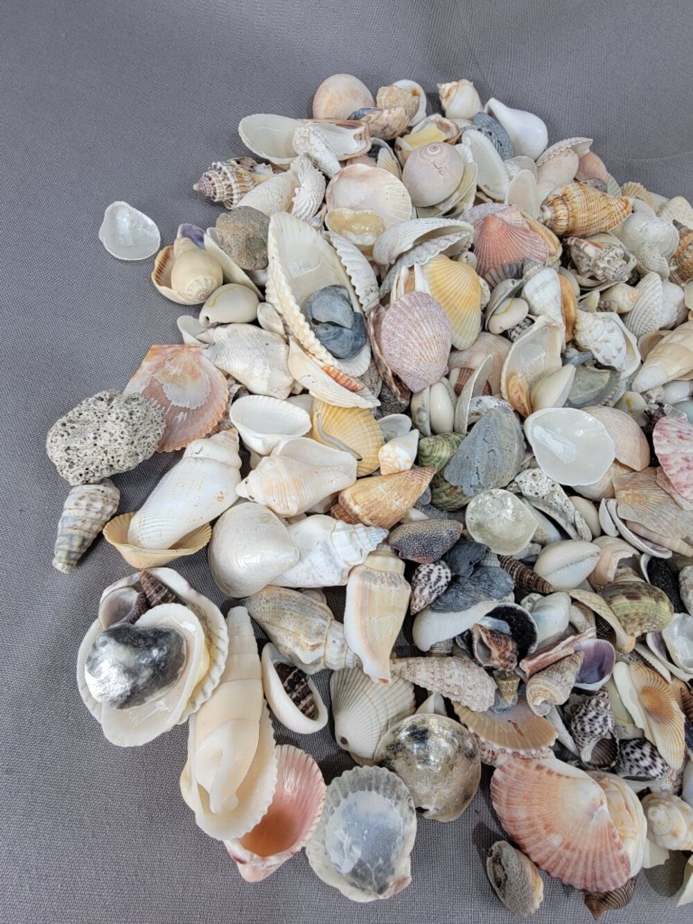 Natural Small Med Shell Seashell Mixed Lot Beach Ocean Decor Vase Filler Crafts - Picture 3 of 7